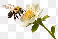 PNG Flower bee blossom animal