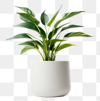 PNG Plant leaf vase transparent background