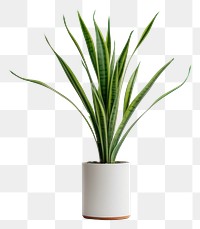 PNG Plant wheatgrass houseplant freshness transparent background