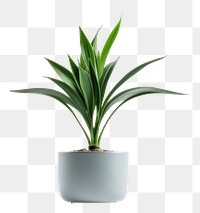 PNG Plant leaf bromeliaceae transparent background