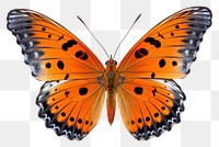 PNG Butterfly insect animal  