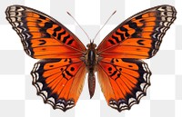 PNG Butterfly animal insect  