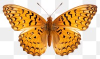 PNG Butterfly animal insect moth. 