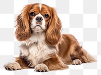 PNG Spaniel dog mammal animal. 