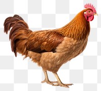 PNG Chicken poultry animal bird. 