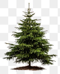 PNG Christmas tree plant pine transparent background