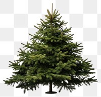 PNG Tree christmas spruce plant transparent background