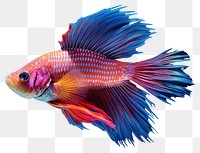 PNG Fish goldfish animal pomacentridae transparent background