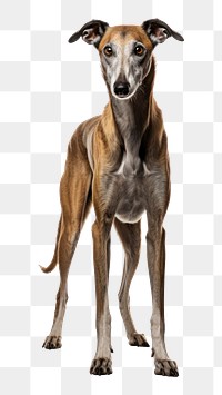 PNG Hound dog greyhound mammal. 