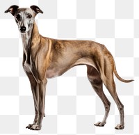 PNG Dog greyhound animal mammal. 