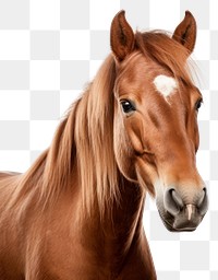 PNG Horse mammal animal transparent background