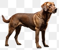 PNG Dog retriever animal mammal. AI generated Image by rawpixel.