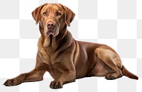 PNG Dog retriever mammal animal. 