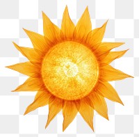 PNG  Sun sunflower sunlight plant. AI generated Image by rawpixel.