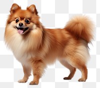 PNG Dog pomeranian mammal animal. AI generated Image by rawpixel.