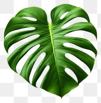 PNG Plant leaf xanthosoma transparent background