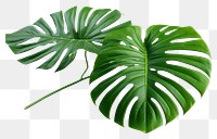 PNG Plant leaf xanthosoma transparent background