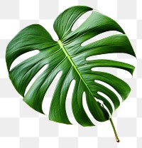 PNG Plant green leaf xanthosoma transparent background