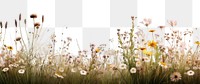 PNG  Grassland landscape outdoors blossom. 