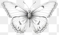 PNG Butterfly drawing animal insect. 