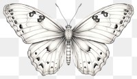 PNG Butterfly drawing insect animal. 