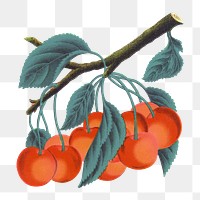 PNG orange cherry fruit, vintage illustration, transparent background