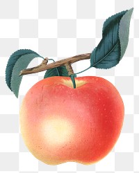 PNG apple fruit, vintage illustration, transparent background