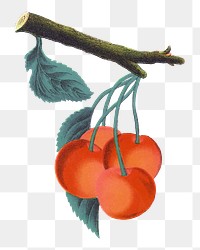 PNG orange cherry fruit, vintage illustration, transparent background