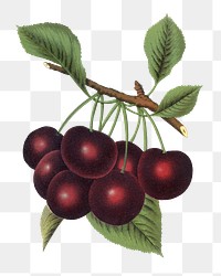 PNG black cherry fruit, vintage illustration, transparent background