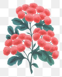 PNG pink camellia flower, vintage illustration, transparent background