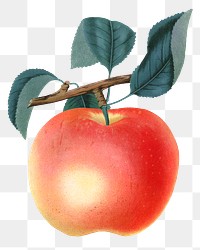 PNG apple fruit, vintage illustration, transparent background