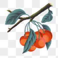 PNG orange cherry fruit, vintage illustration, transparent background