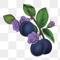PNG prune fruit, vintage illustration, transparent background
