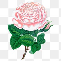 PNG white camellia flower, vintage illustration, transparent background