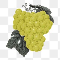 PNG green grape fruit, vintage illustration, transparent background