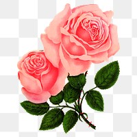 PNG pink rose flower, vintage illustration, transparent background