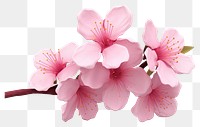 PNG Blossom flower cherry petal. AI generated Image by rawpixel.