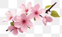 PNG Blossom flower cherry plant. AI generated Image by rawpixel.