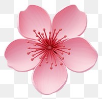 PNG Blossom flower cherry petal. 