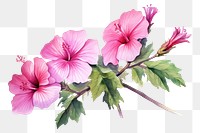 PNG Hibiscus blossom flower plant. 