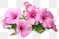 PNG Hibiscus blossom flower petal. 