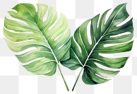 PNG Jungle leaves  plant leaf. 