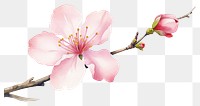 PNG Blossom flower cherry plant. 