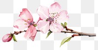 PNG Flower blossom petal plant. AI generated Image by rawpixel.