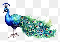 PNG Peacock animal bird creativity. 