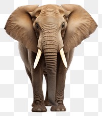 PNG Elephant wildlife animal mammal