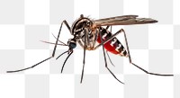 PNG Mosquito animal insect  