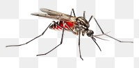 PNG Mosquito insect animal  