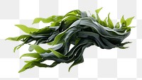 PNG Seaweed plant leaf freshness. 