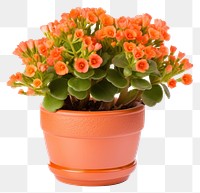 PNG Flower plant pot  